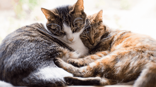 Best Cat Probiotics Australia 2026: The Purr-fect Guide to Feline Microbiome Health - Purrlys®