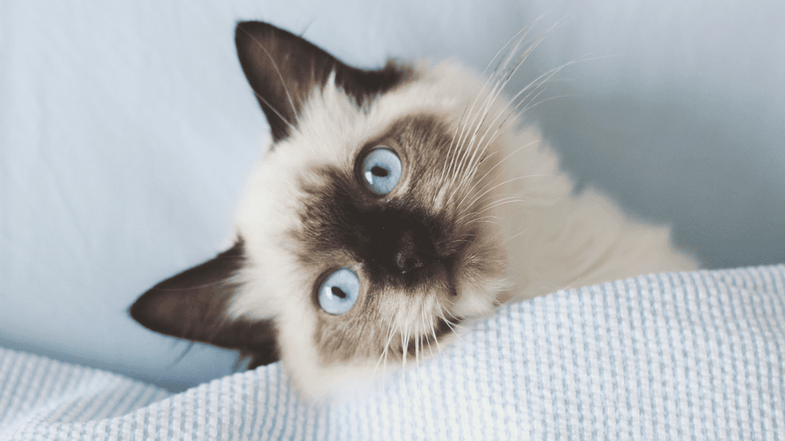 Ragdoll Cat Health Problems: A Pawsome Guide to Keeping Your Floppy Friend Healthy in 2026 - Purrlys®