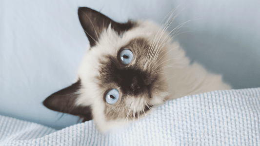 Ragdoll Cat Health Problems: A Pawsome Guide to Keeping Your Floppy Friend Healthy in 2026 - Purrlys®