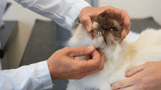 Feline Health Problems and Remedies: The Purr-fect Wellness Guide for 2026 - Purrlys®