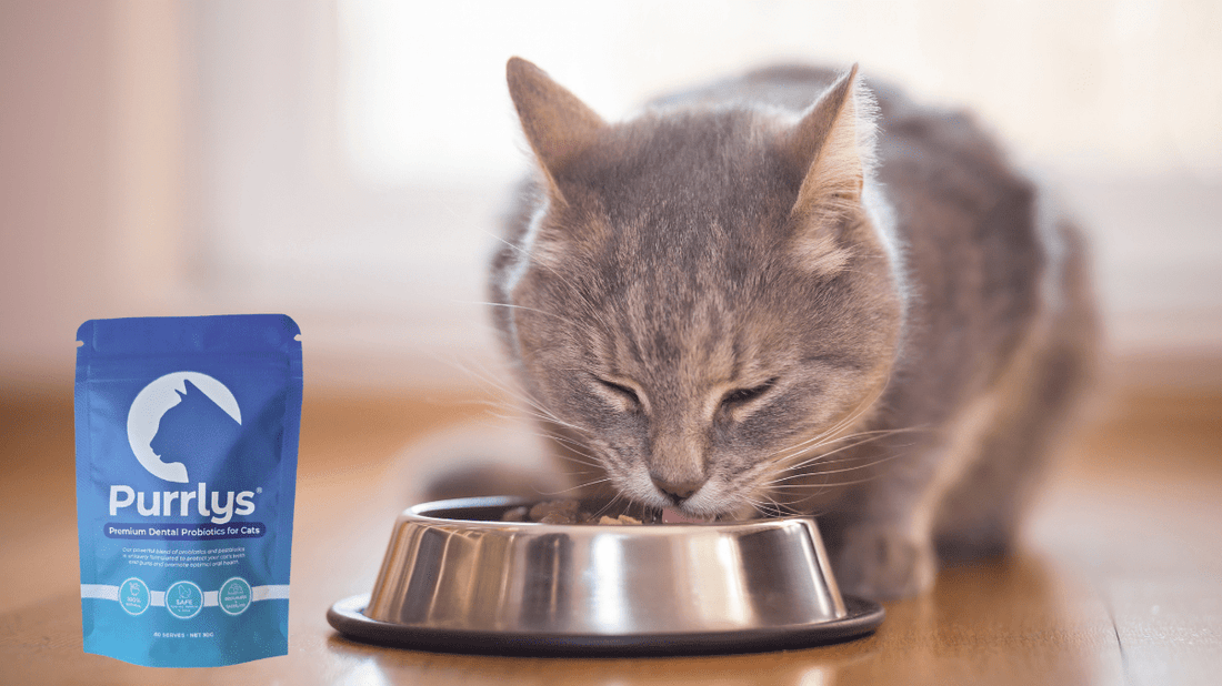 The Best Supplement for Cat's Teeth: A 2026 Guide to Pawsome Oral Health - Purrlys®