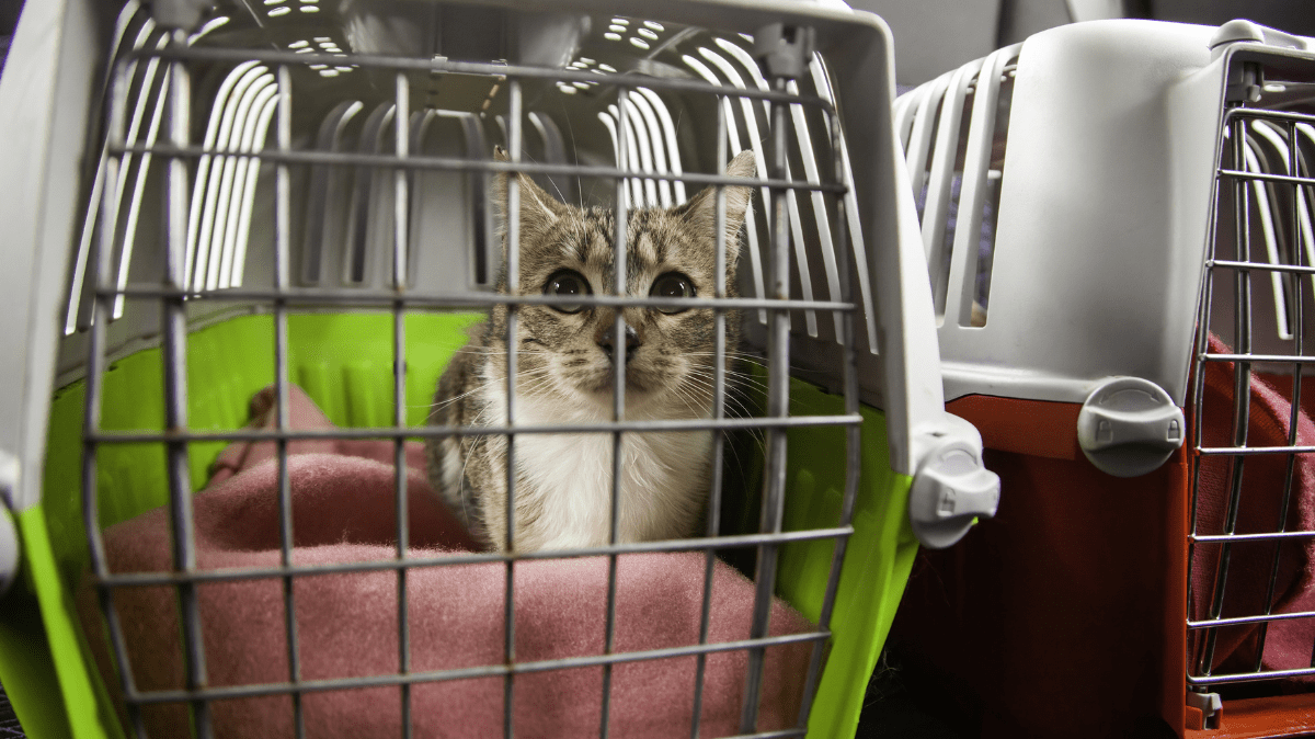 Rescue Cats: The Ultimate Guide to Adoption and Feline Wellness in Aus ...