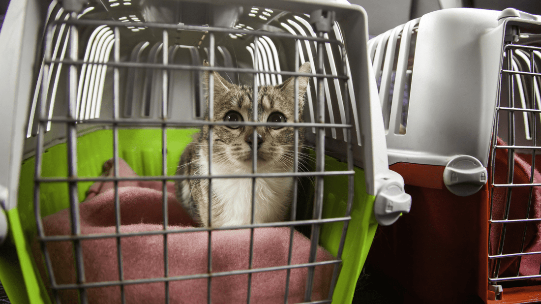 Rescue Cats: The Ultimate Guide to Adoption and Feline Wellness in Australia - Purrlys®