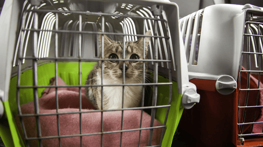 Rescue Cats: The Ultimate Guide to Adoption and Feline Wellness in Australia - Purrlys®