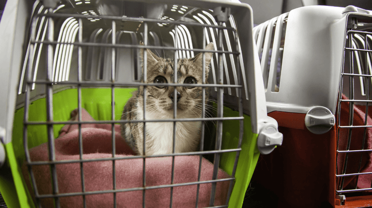 Rescue Cats: The Ultimate Guide to Adoption and Feline Wellness in Aus ...