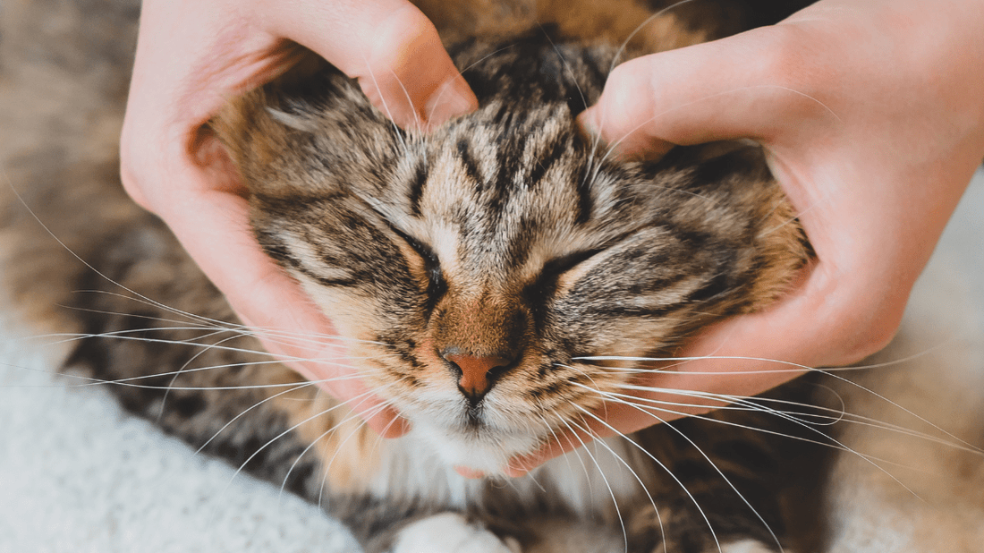 Can Probiotics Help Cat Gingivitis? A Stress-Free Guide for Aussie Cat Parents - Purrlys®