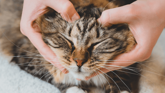 Can Probiotics Help Cat Gingivitis? A Stress-Free Guide for Aussie Cat Parents - Purrlys®