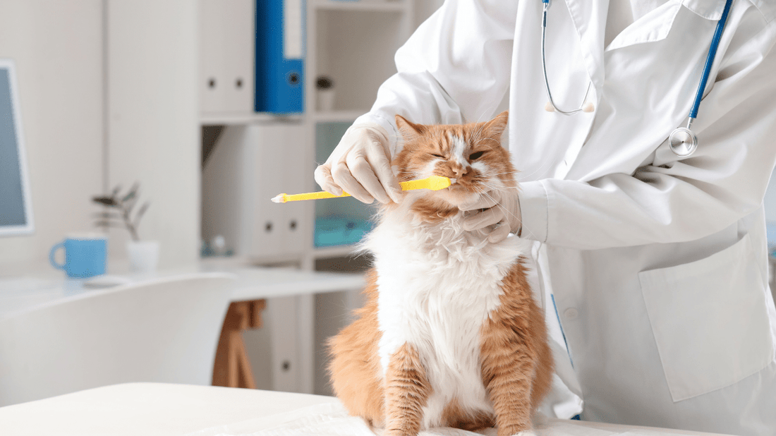 The Ultimate Guide to Brush-Free Cat Teeth Cleaning: Pawesome Oral Care Without the Battle - Purrlys®