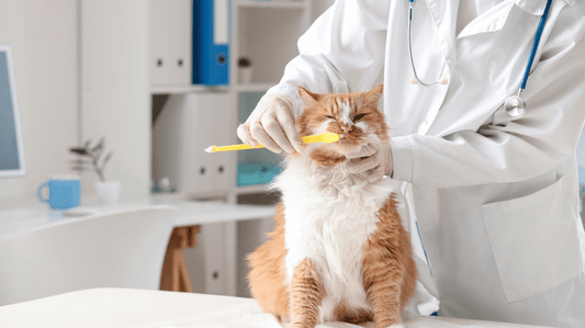 The Ultimate Guide to Brush-Free Cat Teeth Cleaning: Pawesome Oral Care Without the Battle - Purrlys®