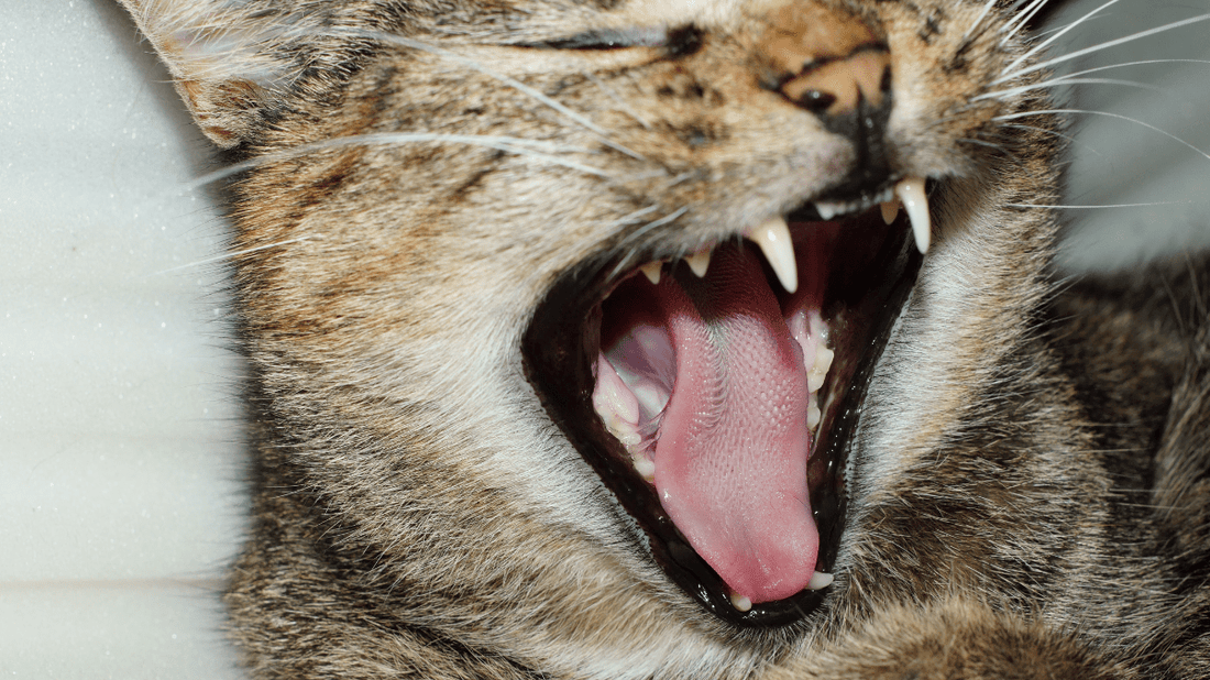 Cat Probiotics: The Purr-fect Guide to Feline Gut and Oral Health (2026) - Purrlys®