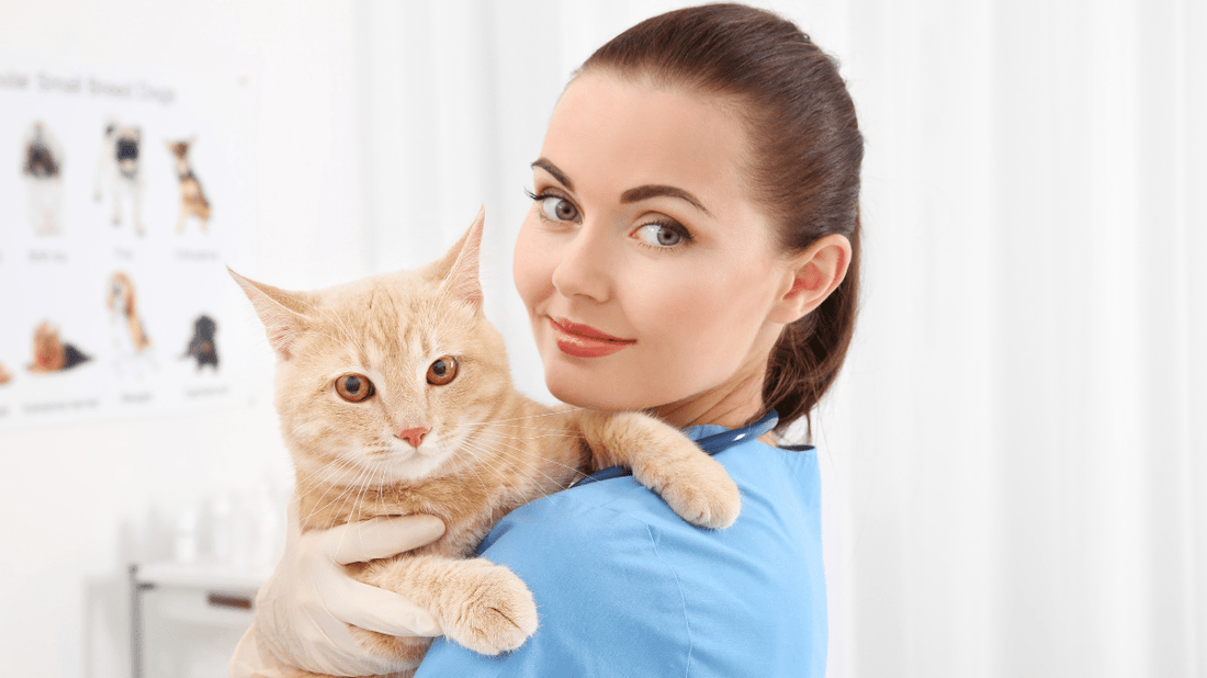 Cat Care 101: The Purr-fect Guide to a Happy, Healthy Feline - Purrlys®