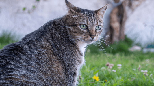 How to Introduce Dental Powder to a Cat: A Stress-Free Guide for Aussie Parents - Purrlys®