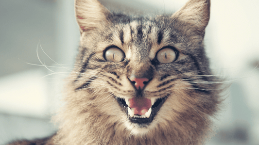 Improve Cat Gut Health for Better Breath: The Secret Gut-Mouth Connection - Purrlys®
