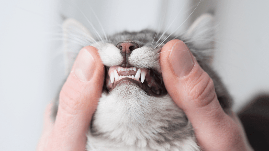 Preventing Feline Periodontal Disease: A Stress-Free How-To Guide - Purrlys®