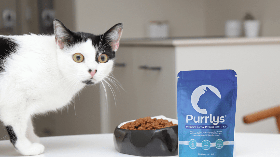 The Ultimate Guide to Choosing a Cat Dental Health Supplement in Australia (2026) - Purrlys®