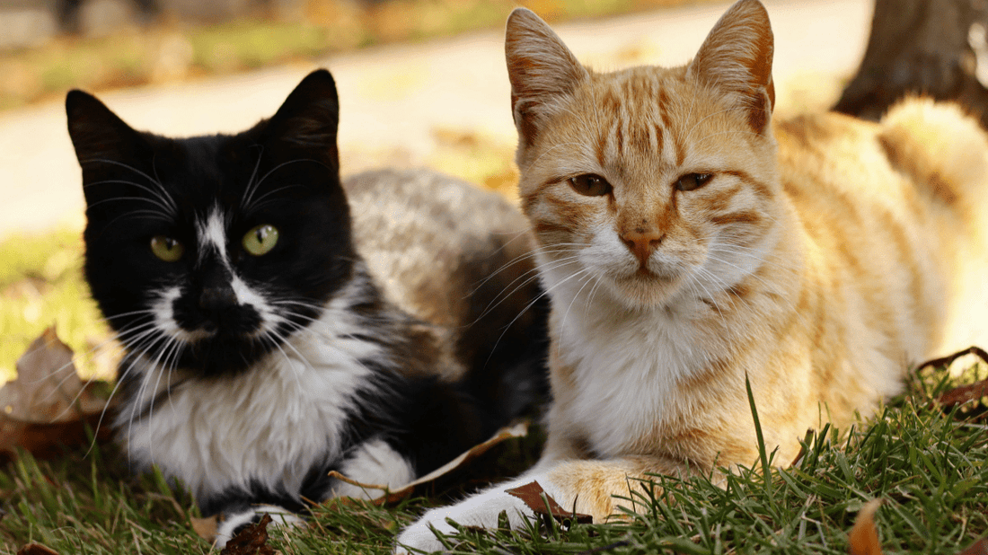 Senior Cat Dental Health: The Ultimate Stress-Free Checklist for Aging Felines - Purrlys®