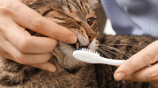 Cat Dental Cleaning Cost Australia: Your 2026 Purr-fect Pricing Guide - Purrlys®
