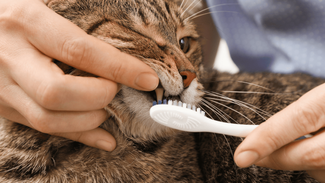 Cat Dental Cleaning Cost Australia: Your 2026 Purr-fect Pricing Guide - Purrlys®