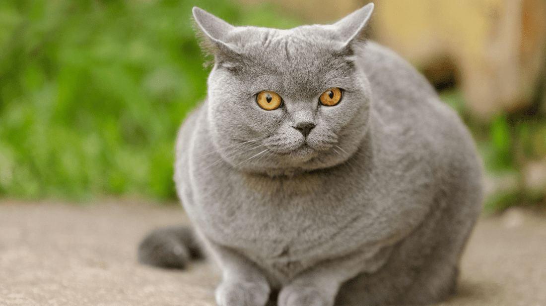 British Shorthair Cats in Australia: The Ultimate 2026 Breed & Wellness Guide - Purrlys®