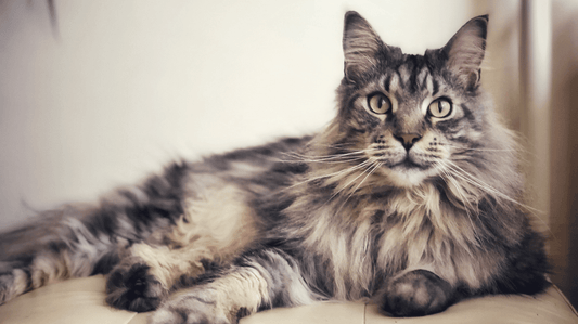Maine Coon Cat Breed Health and Care: The Ultimate Guide for Aussie Fur-Parents - Purrlys®