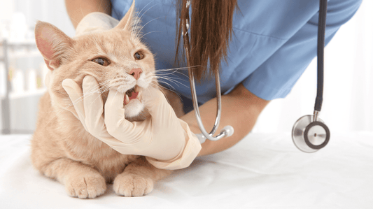 Cat Supplement Subscription Australia: The Purrfect Way to Save and Support Feline Health in 2026 - Purrlys®