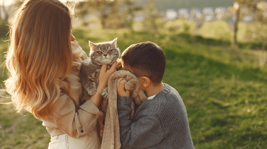 Cat Gingivitis Treatment at Home: A Purr-fectly Simple Guide for 2026 - Purrlys®