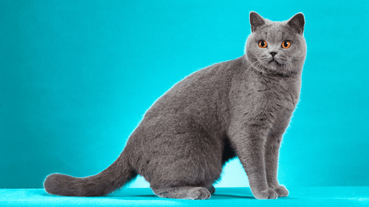 British Shorthair Australia: The Complete Guide to This Pawsome Breed - Purrlys®