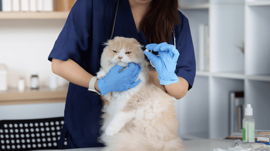 Cat Oral Microbiome Support: The Purr-fect Guide to Feline Health from Gut to Gum - Purrlys®