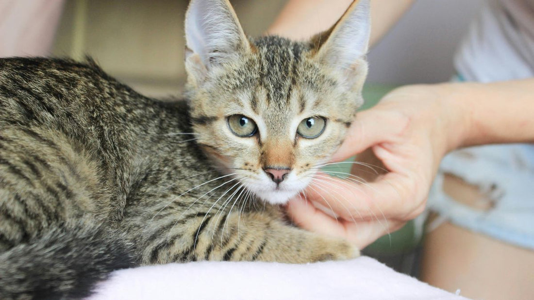How to Prevent Tartar Buildup in Cats: A Stress-Free Guide for 2026 - Purrlys®