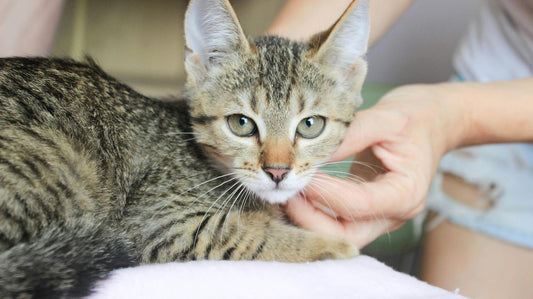 How to Prevent Tartar Buildup in Cats: A Stress-Free Guide for 2026 - Purrlys®