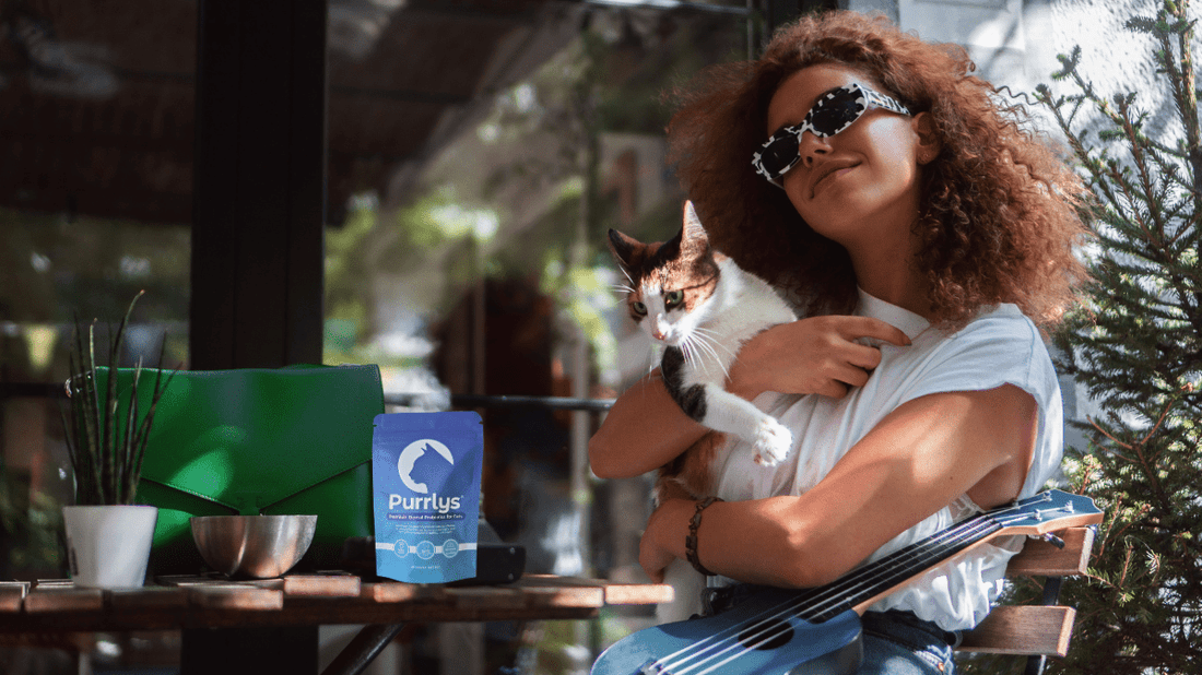 Cat Plaque Removal: The No-Hiss Guide to Sparkling Feline Teeth - Purrlys®