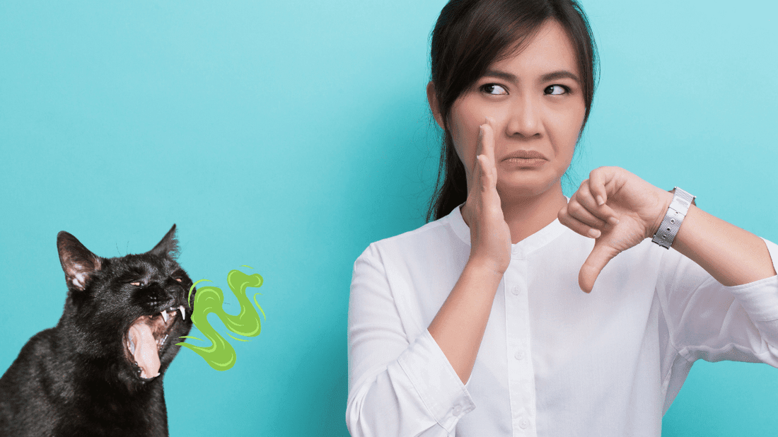 Probiotics for Cats with Bad Breath: The Purr-fect Guide for 2026 - Purrlys®