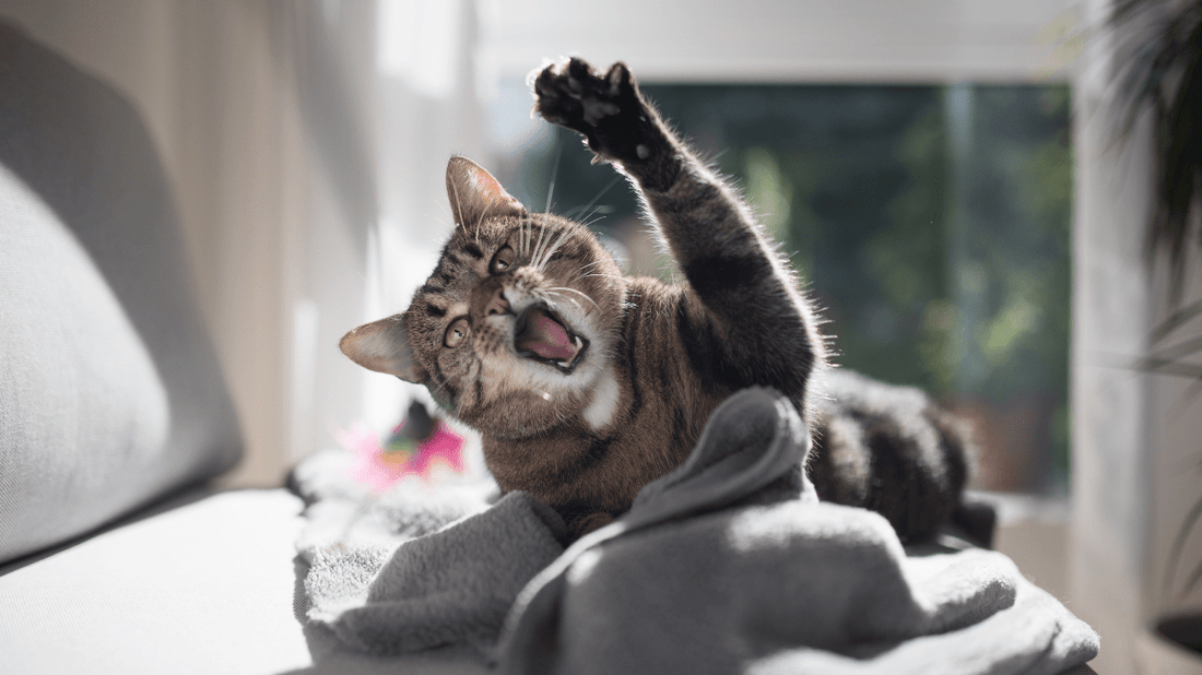 How to Prevent Tartar Buildup in Cats: A Stress-Free Guide for 2026 - Purrlys®