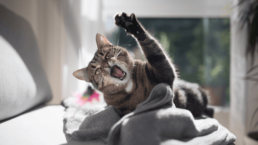 How to Prevent Tartar Buildup in Cats: A Stress-Free Guide for 2026 - Purrlys®