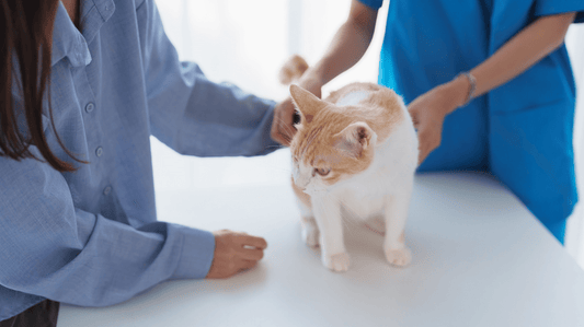 Dental Care for Newly Adopted Cats: A Stress-Free Guide to Healthy Smiles - Purrlys®