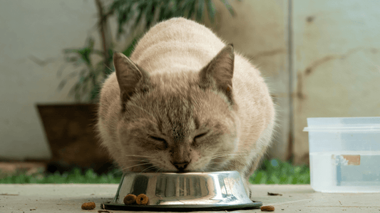 The Purr-fect Guide to Vet Approved Cat Dental Care at Home in 2026 - Purrlys®