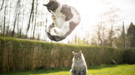 Cat Oral Microbiome Support: The Purr-fect Guide to Feline Health from Gut to Gum - Purrlys®
