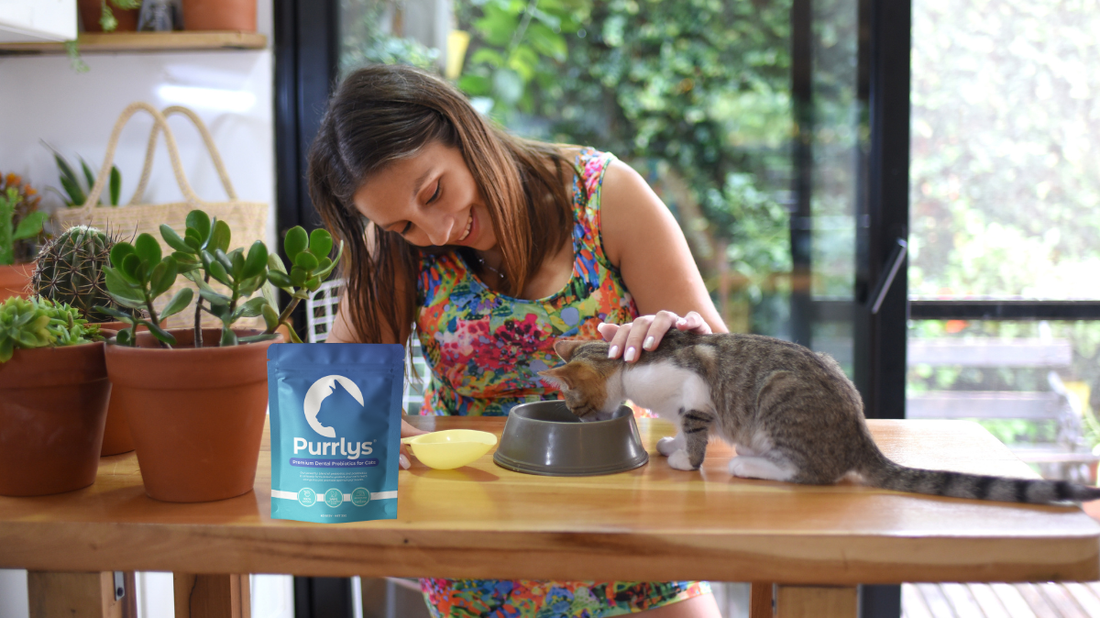 When Should I Give My Cat Probiotics? A Purr-fect Guide for 2026 - Purrlys®