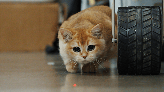 Cat Dental Health for Beginners: A Purr-fect Guide to Stress-Free Care - Purrlys®