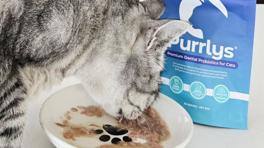 Picky Eater Cat Solutions: Your Guide to a Happy, Munching Kitty - Purrlys®